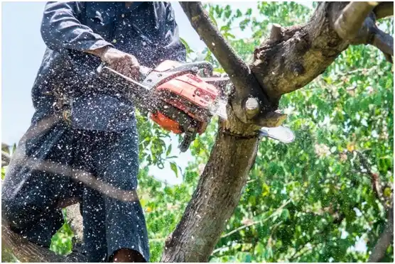 tree services Hollywood Park